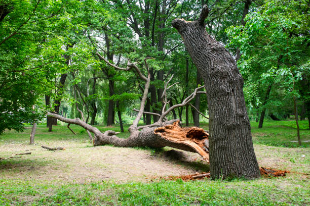 How Our Tree Care Process Works  in  Sugar Land, TX